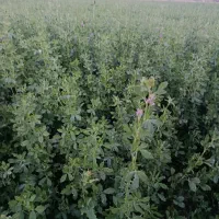 کاه‌یونجه