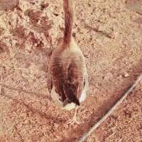 غاز نر