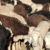 فروش 60راس بره نروماده