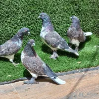 کبوتر قاره دم سفید