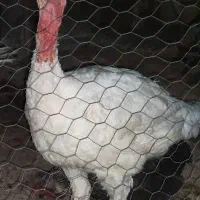 بوقلمون