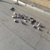 کبوتران همه سالم
