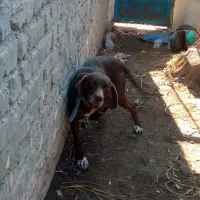 توله سگ ماده پویینتر اصل