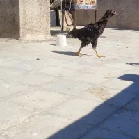 مرغ