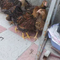 نیمچه خروس ویاندوت جی اس جی