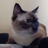 گربه گم‌شده حوالی بیمارستان سوانح سوختگی