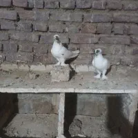 سسلی داراخ ککول