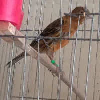 عروس هلندی برزیلی قناری مینا سهره فنج مرغ عشق و