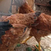 ۲تا مرغ جوان ۵ماهه. ۱خروس جوان بخون