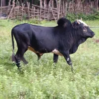 کل ورزا
