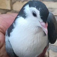 دمگیر سینه دم پاک