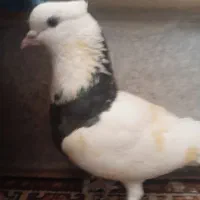 یک کبوتر طوقی نر به فروش می رسد