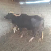 گاومیش درجه یک