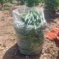 سبزی فلفل ریحون