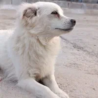 سگ برفی پاپی