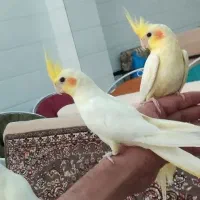 شش عدد عروس هلندی اهلی لوتینو