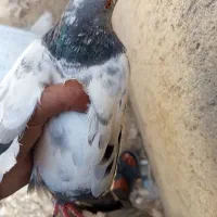 کفتر|پرنده|کازرون, |دیوار