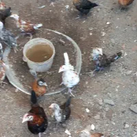 فروش جوجه گلین