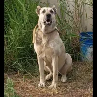 سرابی