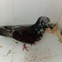 کفتر. پرشتی