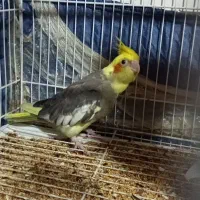 جفت عروس هلندی جوان