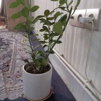 گل فردوس