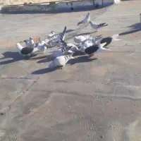 کبوتر