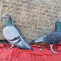 کبوتر پلاکی و رنگی