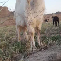 یک قوچ همو ژندار یک نربز سانان