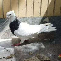 کبوتر طوقی ماده سیاه