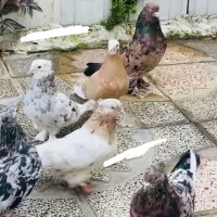 واگذاری کبوتر سرور