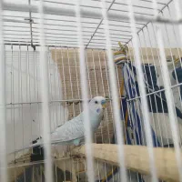 مرغ عشق نر معاوضه با جوجه مینا