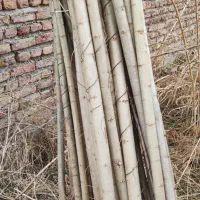 نهال صنوبر نیگرا ترکیه