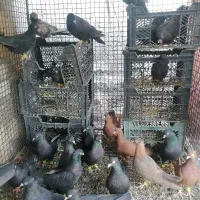 تعدادی زاغ