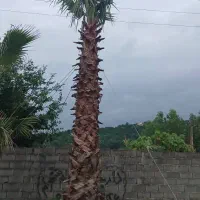 پالم واشنگتن تنه ۴ونیم متری .  دو قلو طره جزیره
