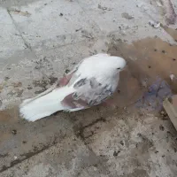 کبوتر