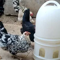 مرغ و خروس گلین