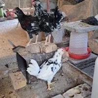 خروس گلین