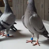 کبوتر سبز پلاکی و مسافتی