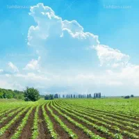 فروش زمین کشاورزی دیم