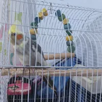 عروس هلندی