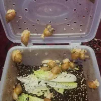 حلزون اچاتینا آلبینو