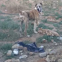 توله شیر ۱۱ماهه