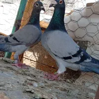 یک جفت مسافتی اصل