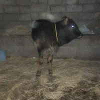 گاو گوساله
