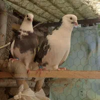کبوتر