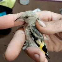 انواع جوجه سهره رسمی ‌و کرمونی. و دورگ و زاغ
