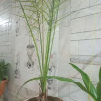 نهال نخل|گل و گیاه طبیعی|اصفهان, جلفا|دیوار