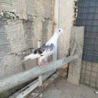 کبوتر پشت گراف جوجه