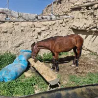 مادیان.  آرام.      ۵ ساله.   مخصوص کوهستان